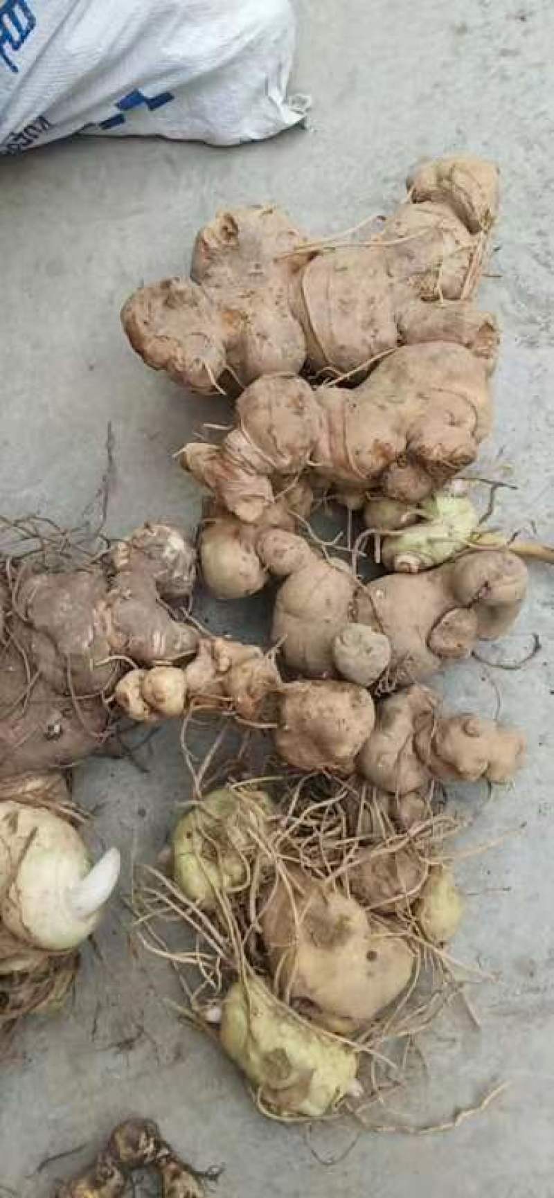 野生甜黄精黄精大量现货现货现发欢迎电话联系