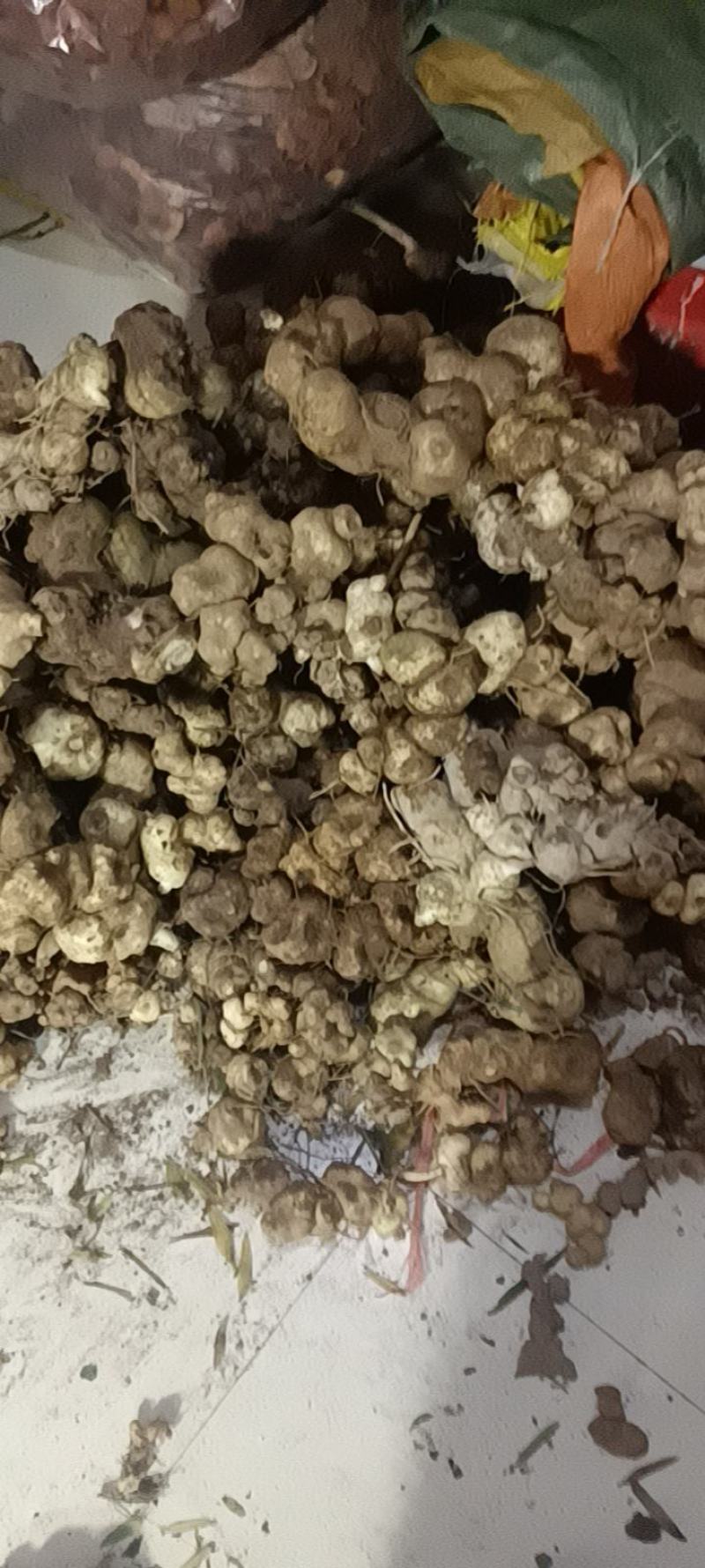 野生甜黄精黄精大量现货现货现发欢迎电话联系