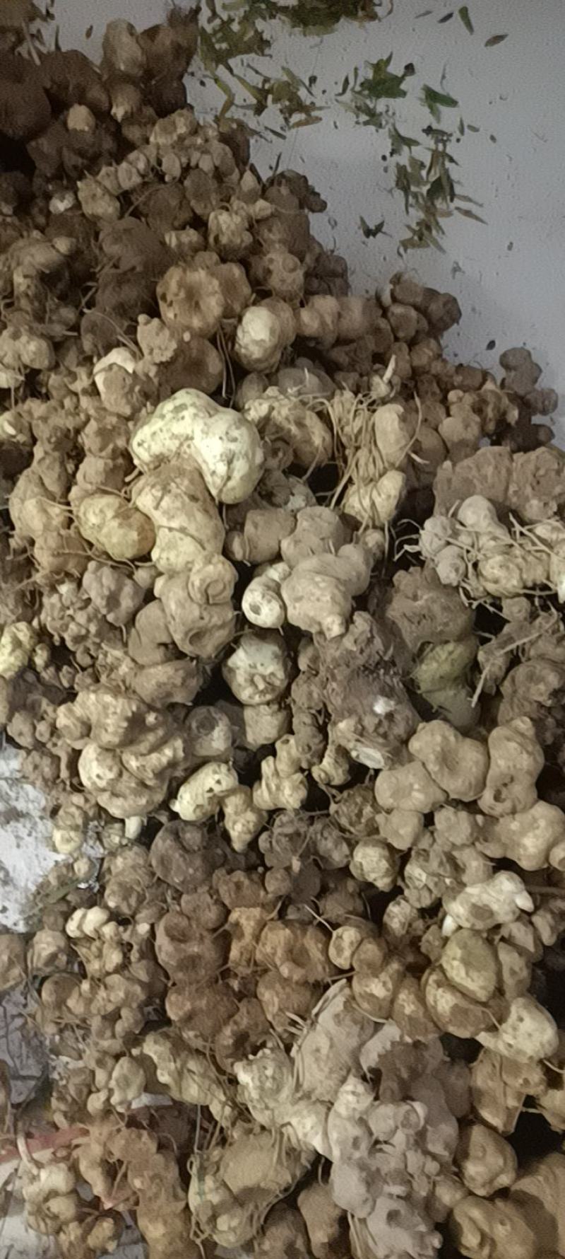 野生甜黄精黄精大量现货现货现发欢迎电话联系