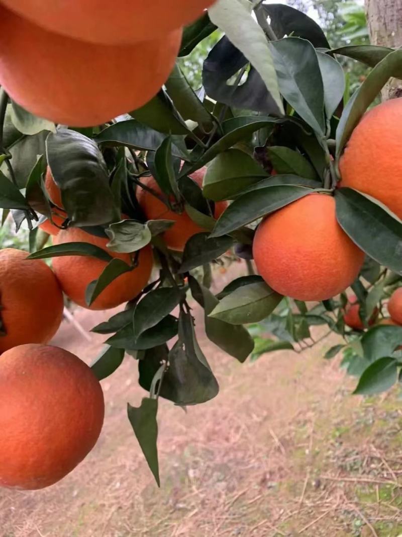 【精选】橙子血橙大量供应品质保证甜度高水分足