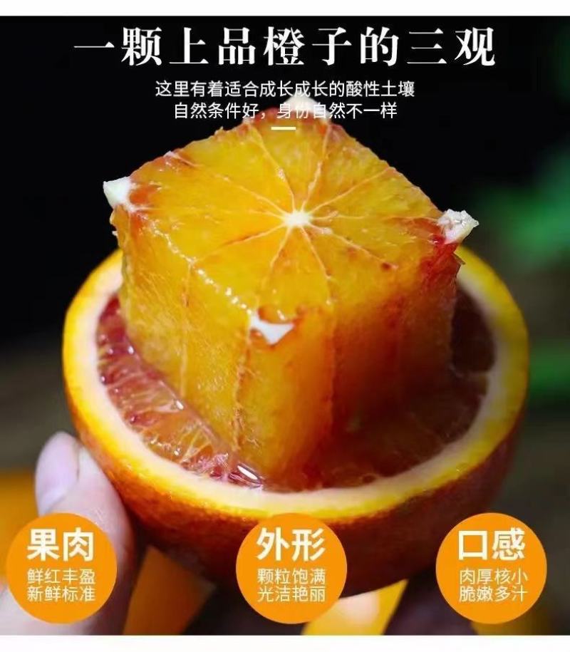 【精选】橙子血橙大量供应品质保证甜度高水分足