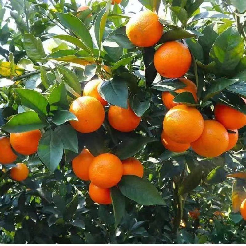 【精选】橙子血橙大量供应品质保证甜度高水分足