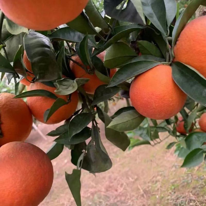 【精选】橙子血橙大量供应品质保证甜度高水分足