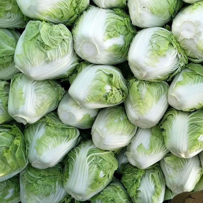 运城白菜黄心白菜