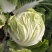 运城白菜黄心白菜