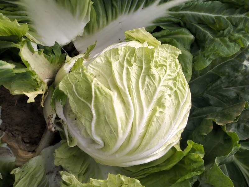 运城白菜黄心白菜