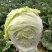 运城白菜黄心白菜