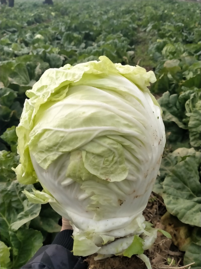 运城白菜黄心白菜