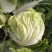 运城白菜黄心白菜