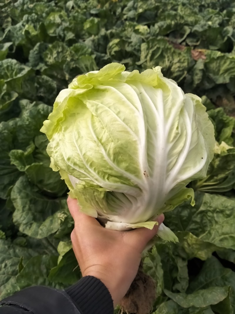 运城白菜黄心白菜