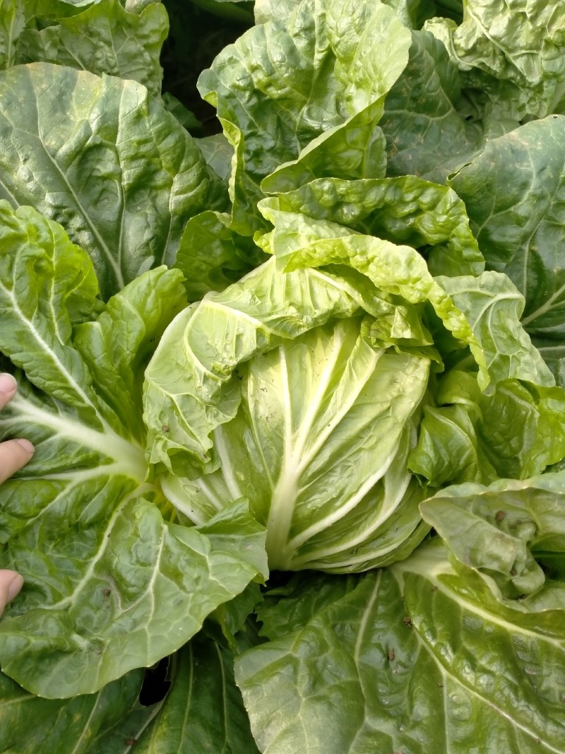 运城白菜黄心白菜