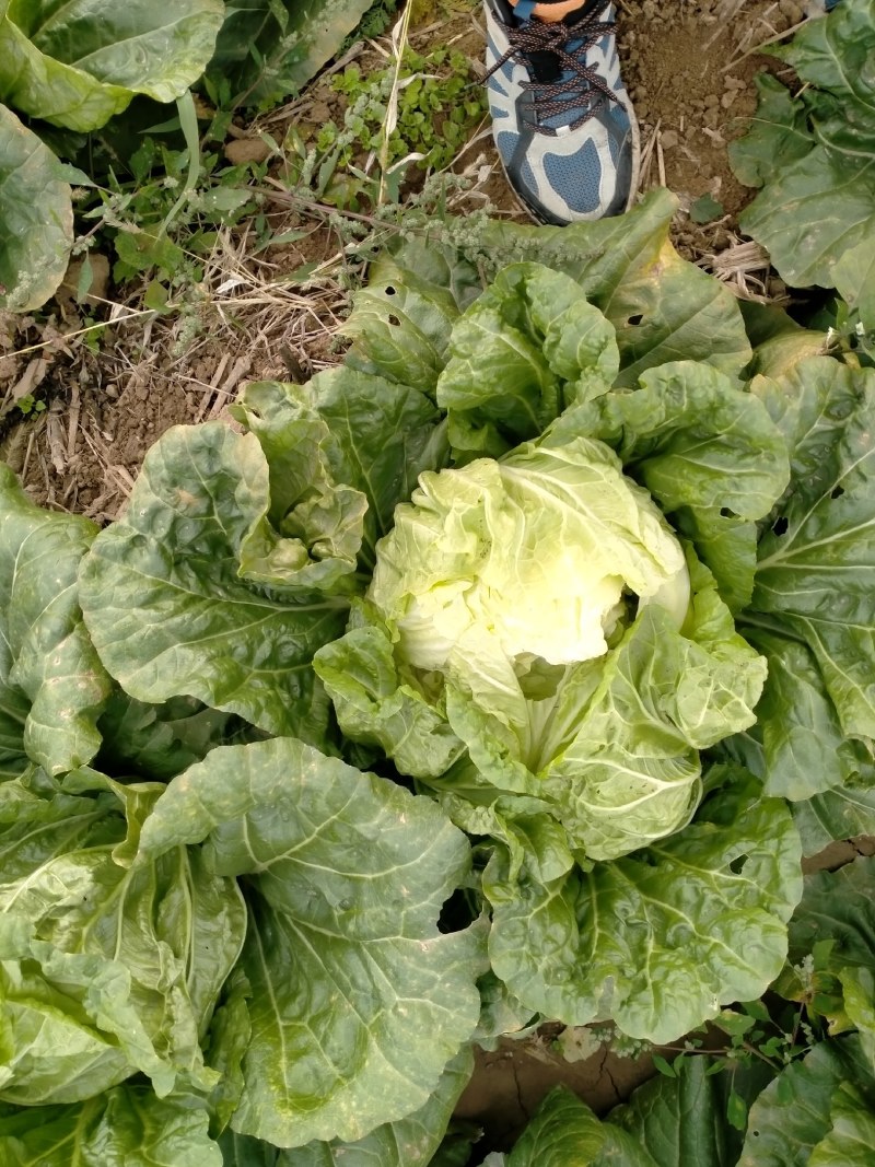 运城白菜黄心白菜