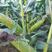 玉米种子抗倒抗病高产玉米种子玉米种子厂家