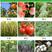 10%阿维菌素蔬菜果树红蜘蛛根结线虫小菜蛾农资杀虫剂