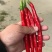 3号红线椒大量有货，需要的老板抓紧定货，马上降温了，