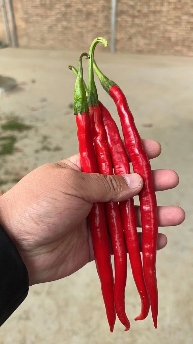 3号红线椒大量有货，需要的老板抓紧定货，马上降温了，