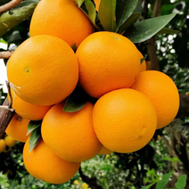 水果脐橙九月红产地批发一头货源服务一条龙