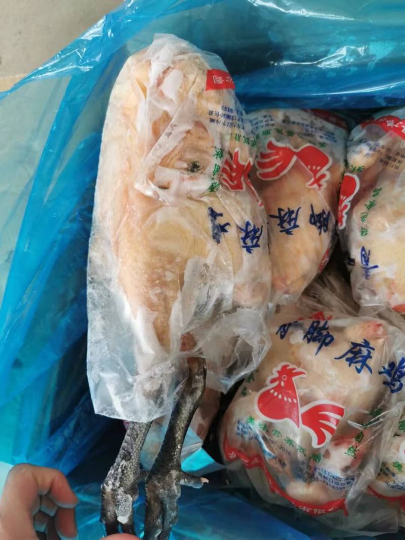 青脚麻鸡