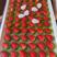 安徽红颜草莓。专业代办承接全国各地老板前来收购草莓