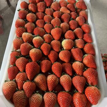 安徽红颜草莓。专业代办承接全国各地老板前来收购草莓