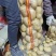 【土豆】内蒙精品V7土豆量大从优欢迎选购咨询