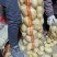 【土豆】内蒙精品V7土豆量大从优欢迎选购咨询