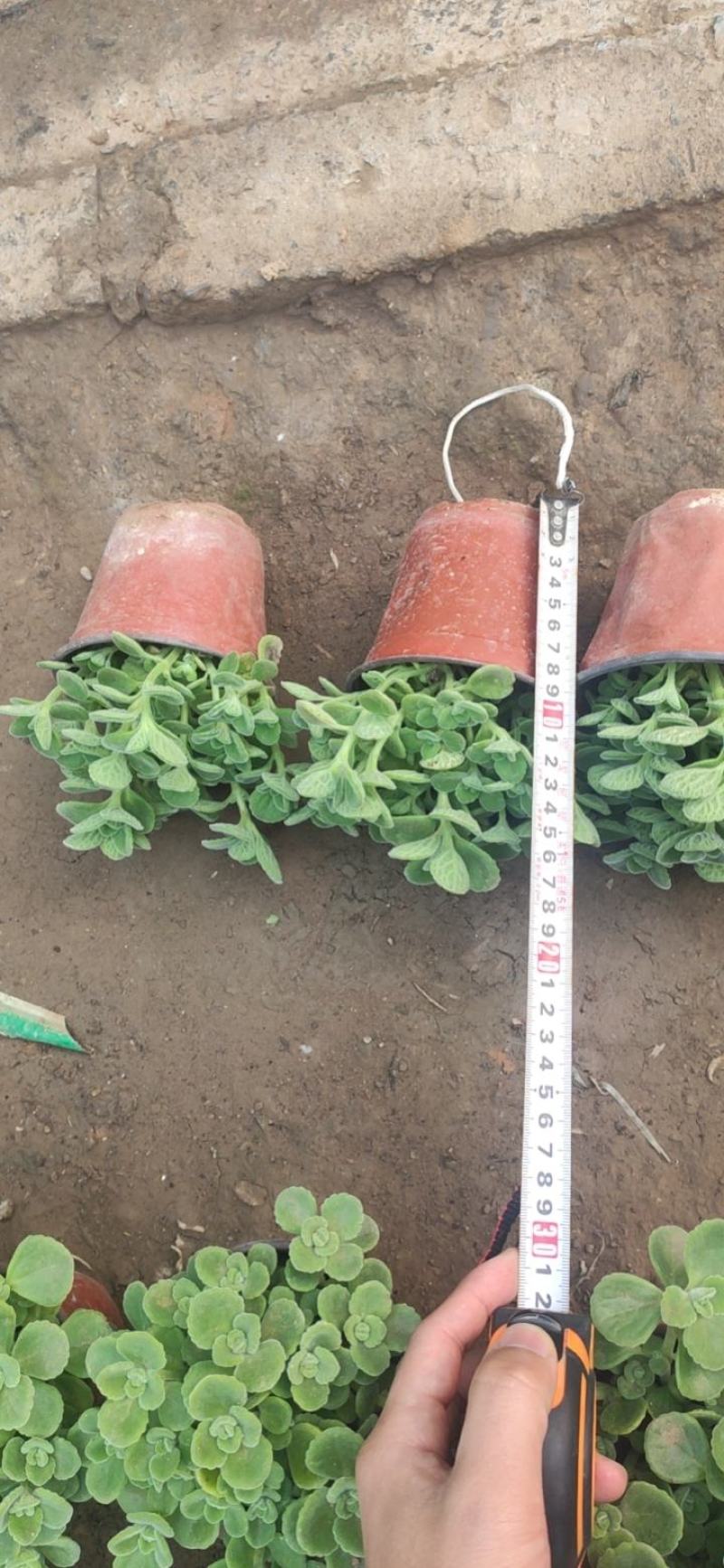 基地直发碰碰香视频发货质量保证