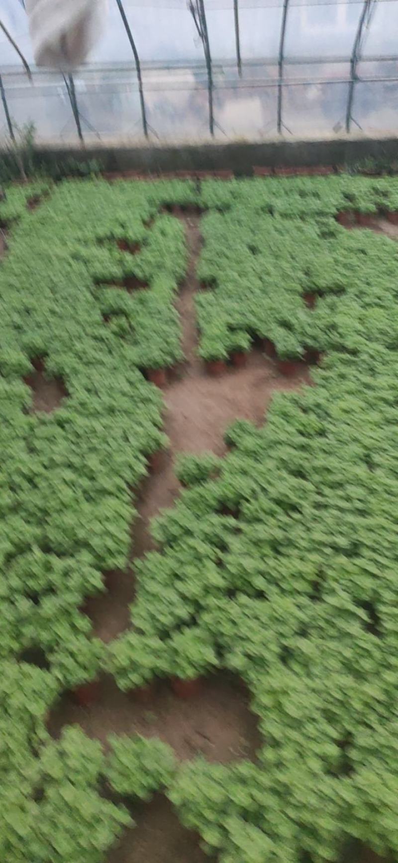 基地直发碰碰香视频发货质量保证