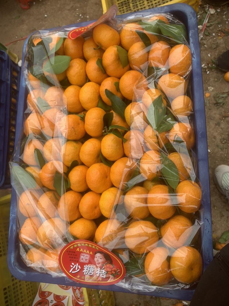 砂糖桔四川蜜橘爱媛电商货市场货大量有货产地直发