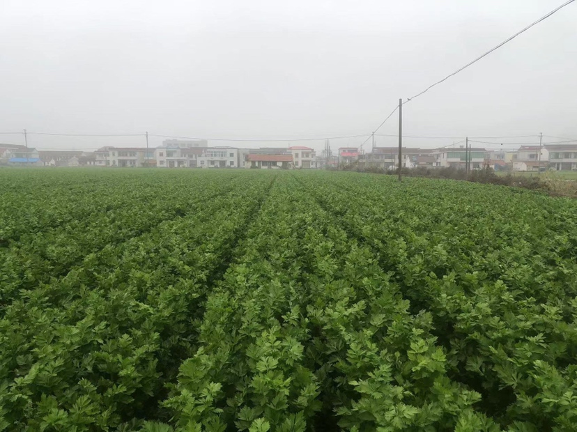 中国家庭厨房台面实景图：左侧玻璃罐盛放干燥小香芹碎（标签手写‘小香芹’），中间青花瓷碟盛新鲜小香芹嫩叶，右侧不锈钢盆中浸泡着洗净的西芹段，背景可见中式调料架与西式研磨器