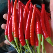 精品朝天椒