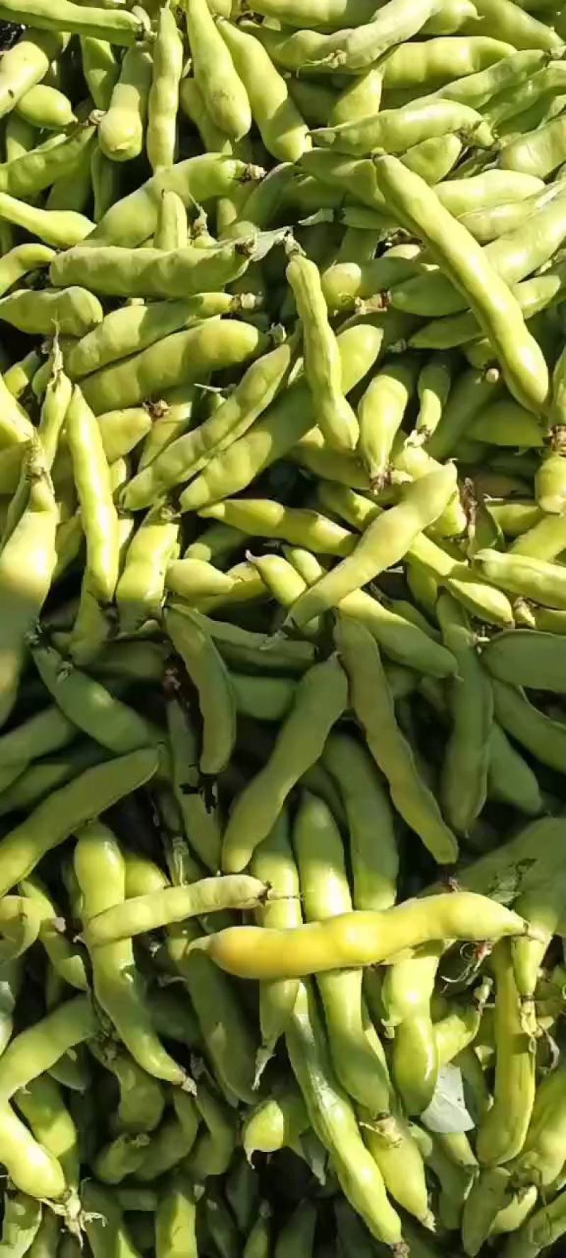 绿皮绿心大豆。日本蚕豆