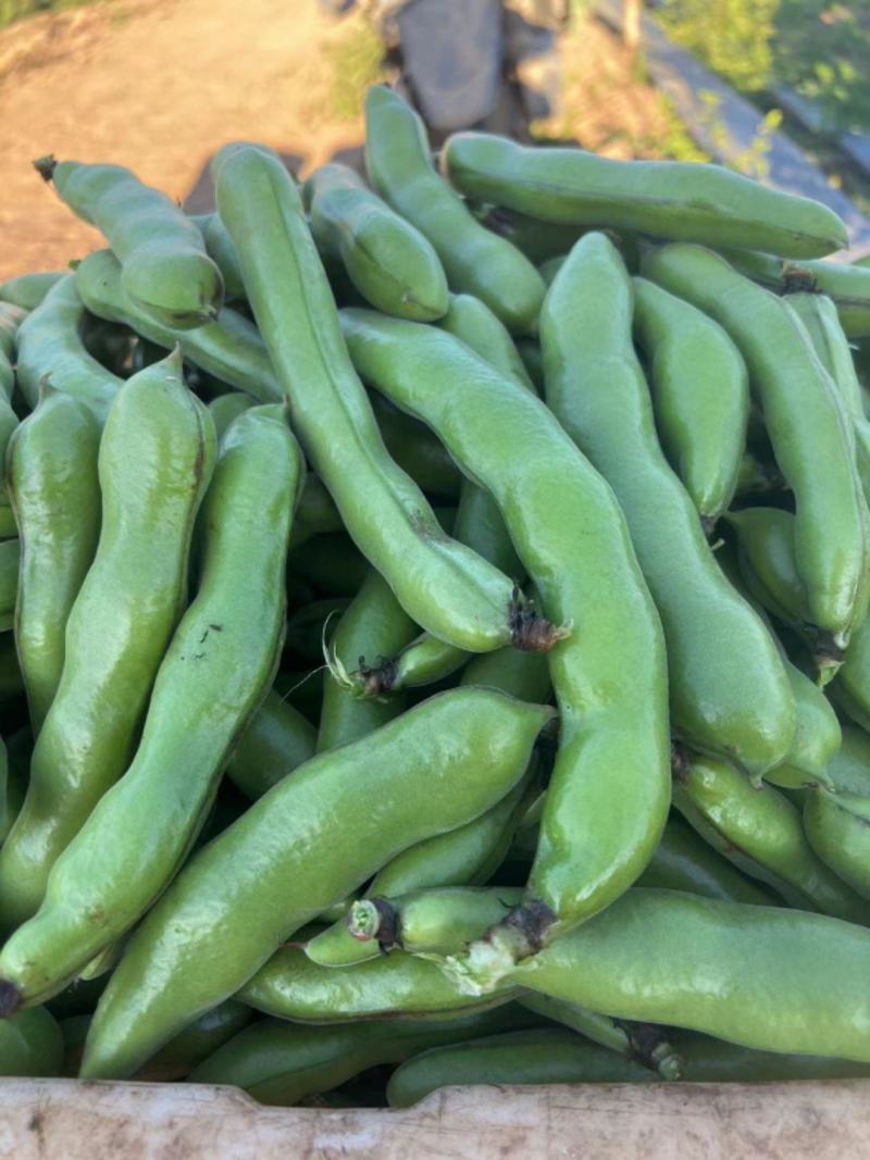 绿皮绿心大豆。日本蚕豆