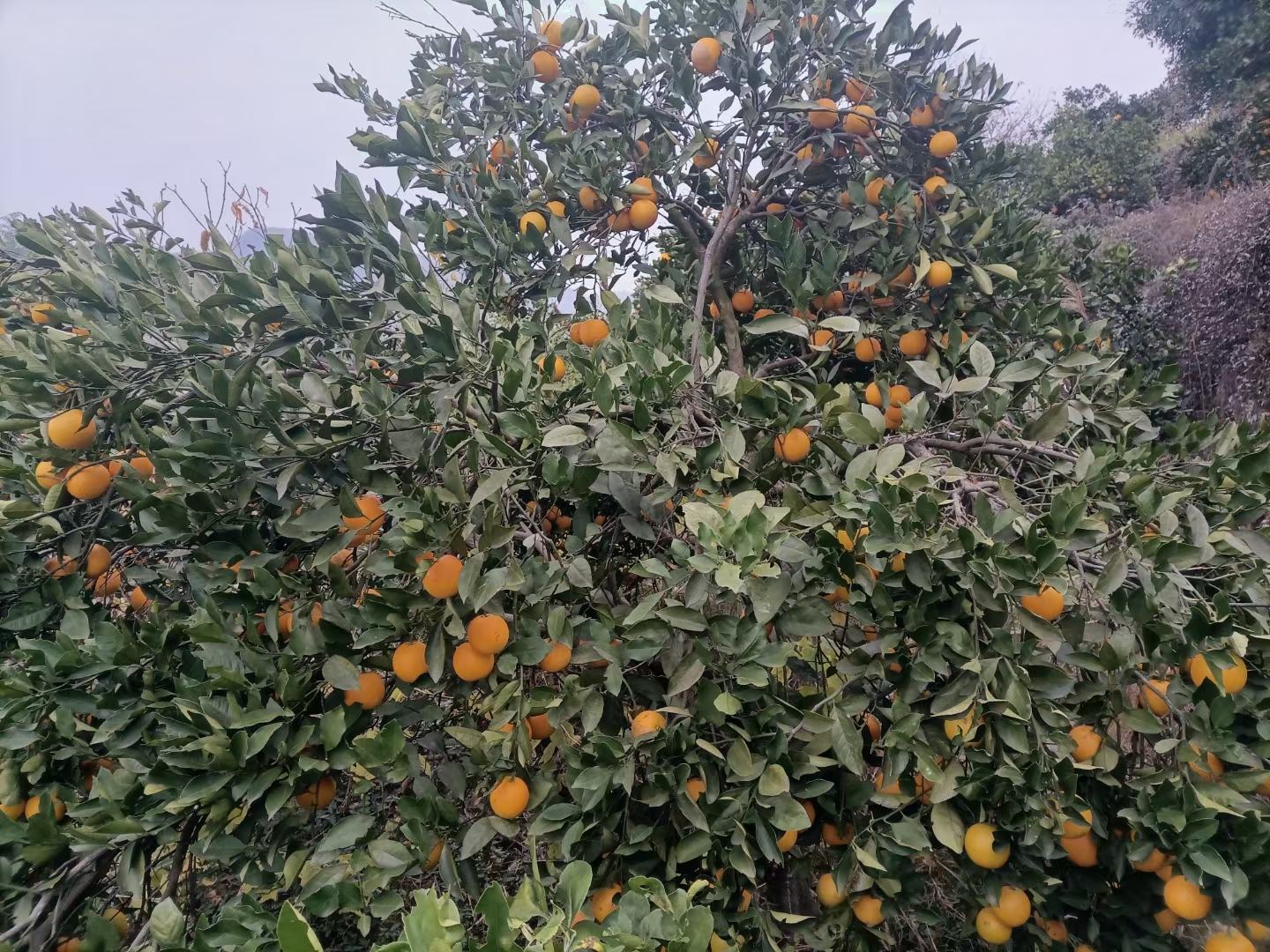 新鲜采摘的冰糖橙特写,展示其金黄色果皮和饱满果实 冰糖橙特写