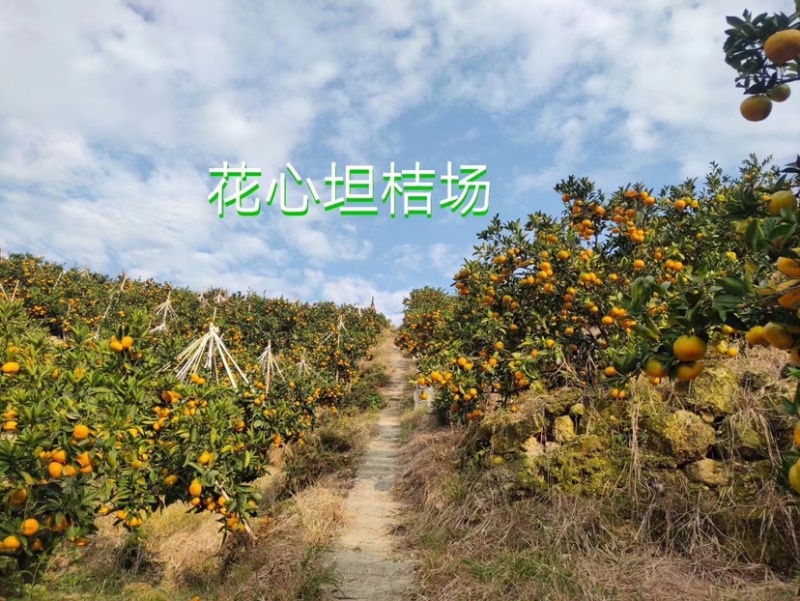 涌泉蜜橘。今年最后的冲刺！