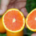 中华红橙优质果园供货现摘现发物美价廉货源充足欢迎采购