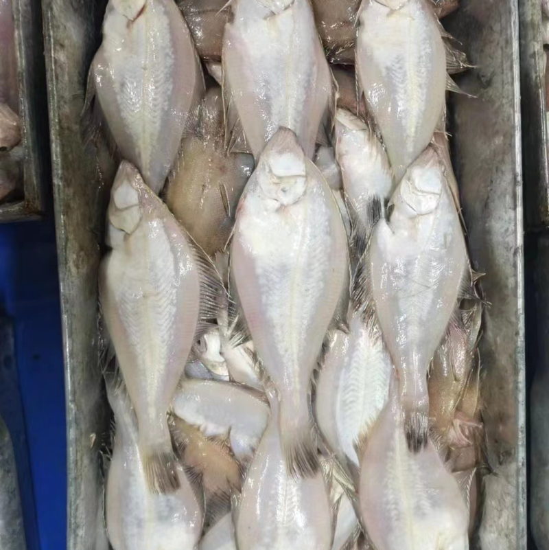 长脖鱼，片口鱼，价格便宜，欢迎老板骚扰咨询