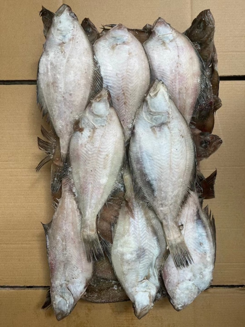 长脖鱼，片口鱼，价格便宜，欢迎老板骚扰咨询