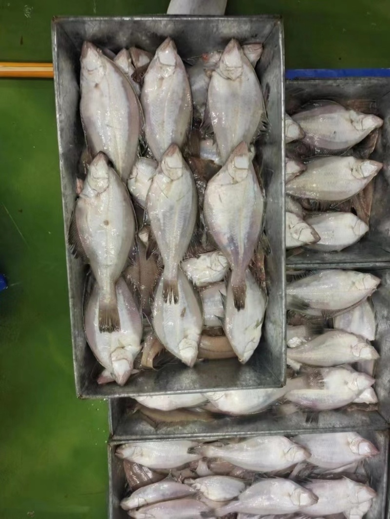 长脖鱼，片口鱼，价格便宜，欢迎老板骚扰咨询