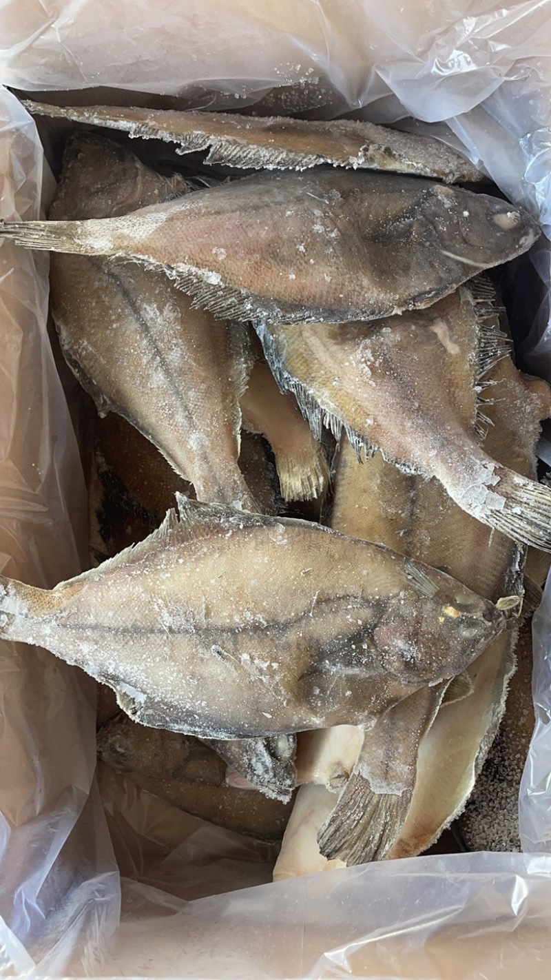 长脖鱼，片口鱼，价格便宜，欢迎老板骚扰咨询