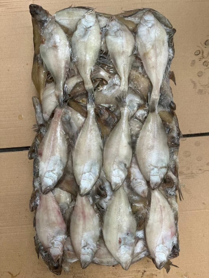 长脖鱼，片口鱼，价格便宜，欢迎老板骚扰咨询