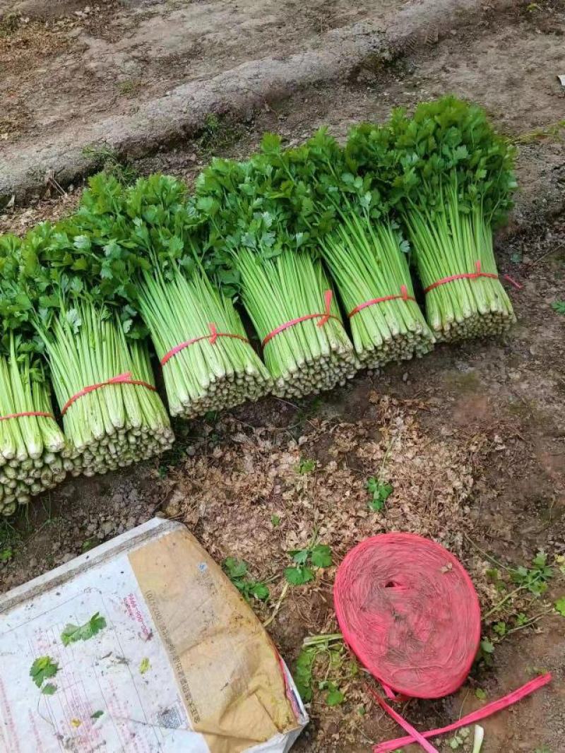 【永城小西芹】精品水洗去根五指西芹。可根据需求包装。