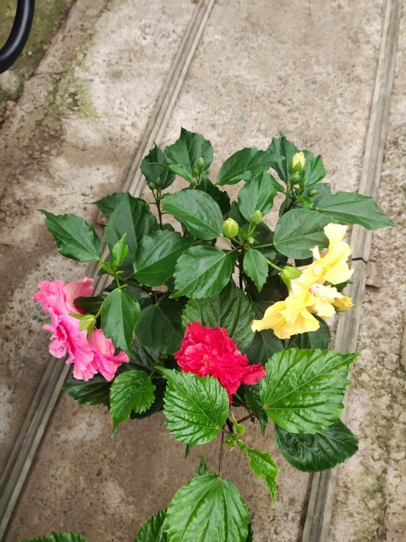 重瓣木槿丹麦木槿多色木槿出货中基地直供