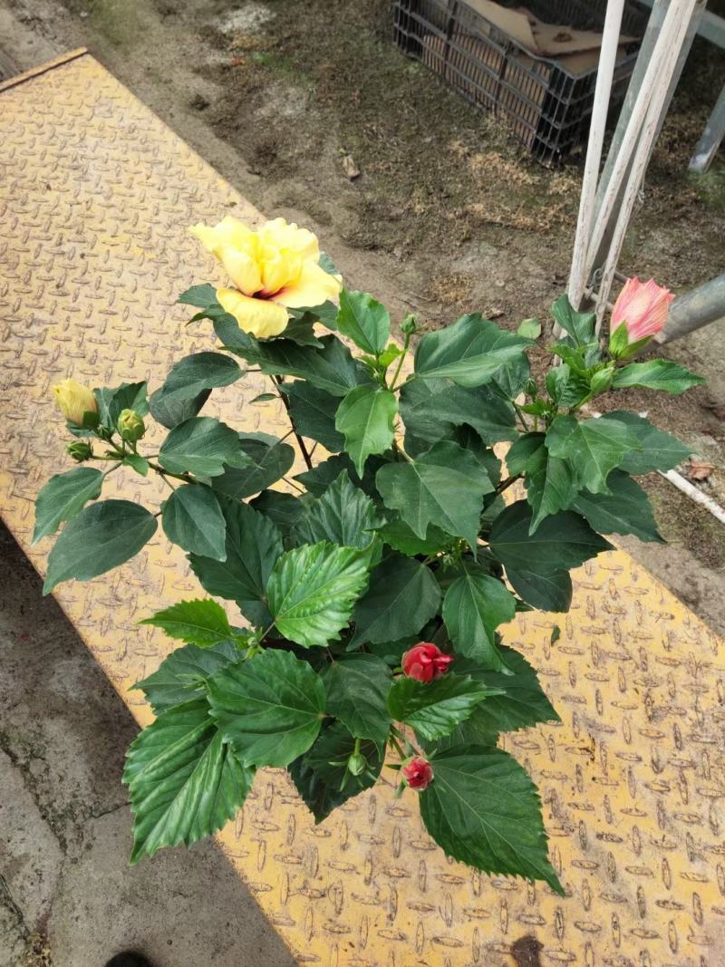 重瓣木槿丹麦木槿多色木槿出货中基地直供