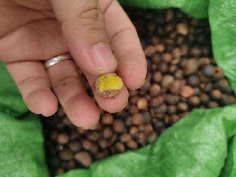 野生小茶籽