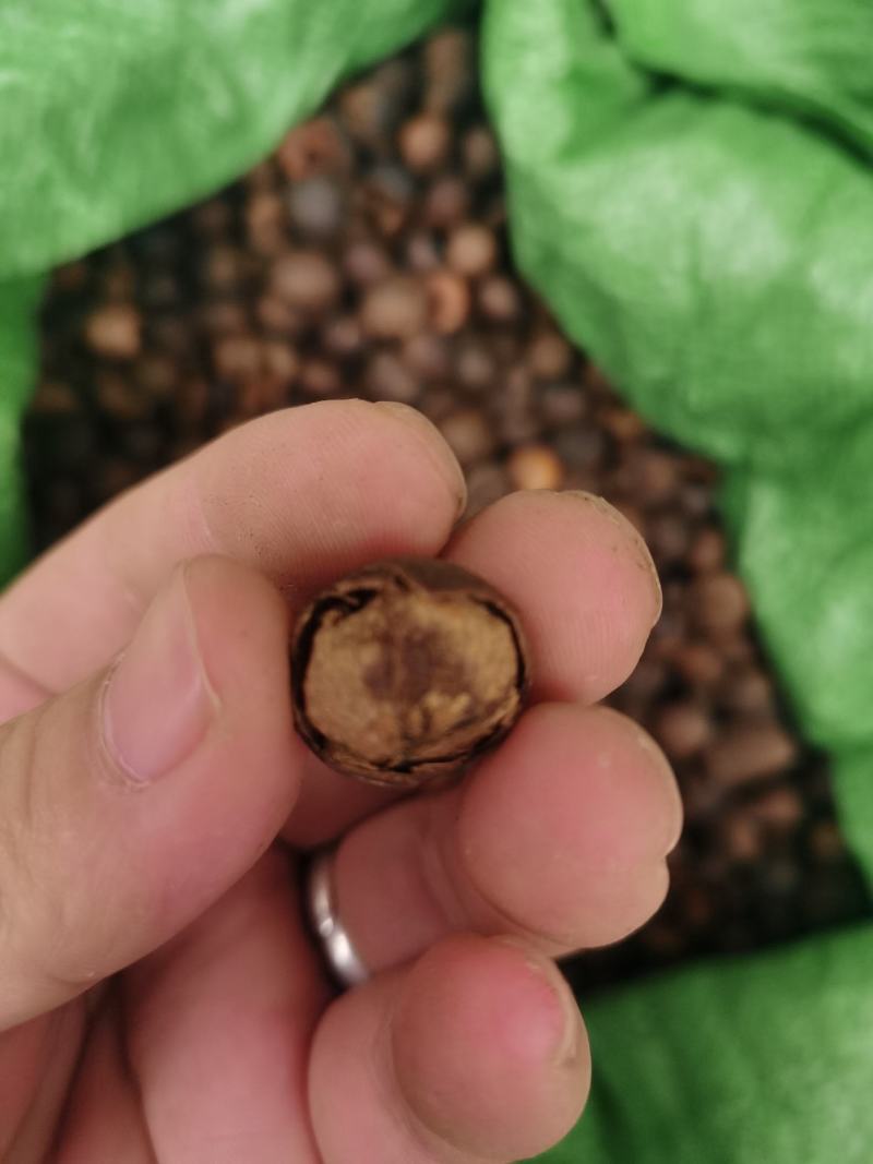 野生小茶籽
