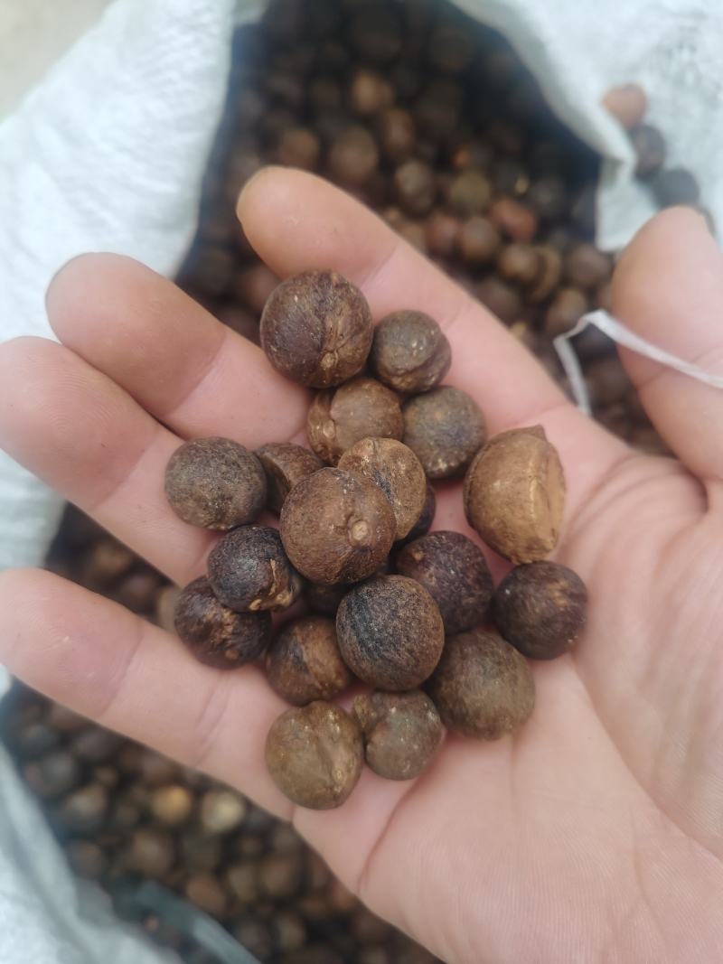 野生小茶籽
