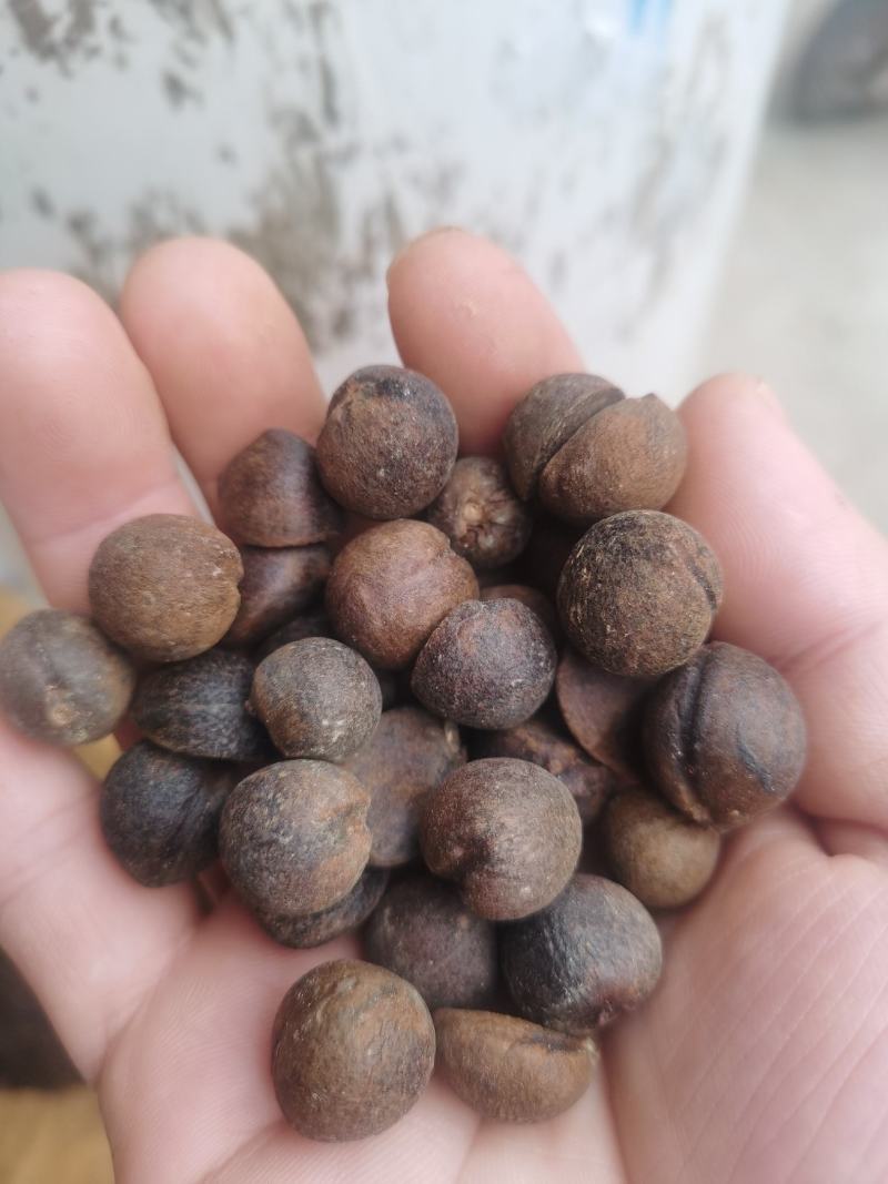 野生小茶籽
