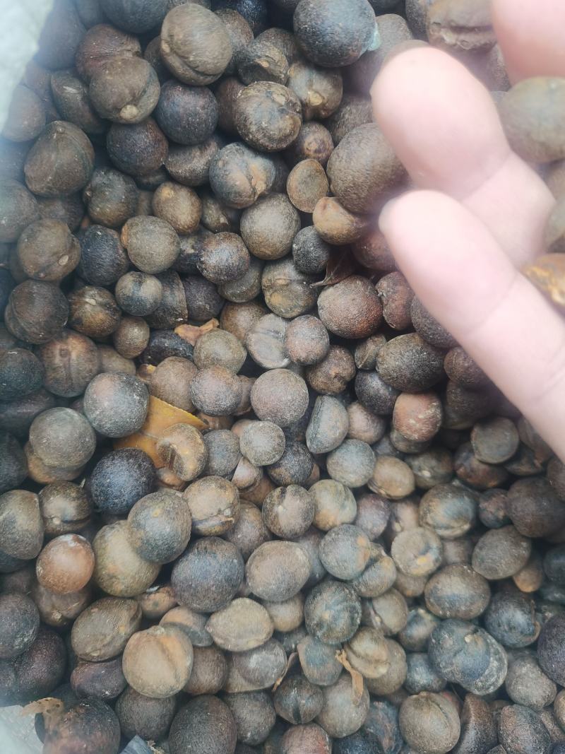 野生小茶籽