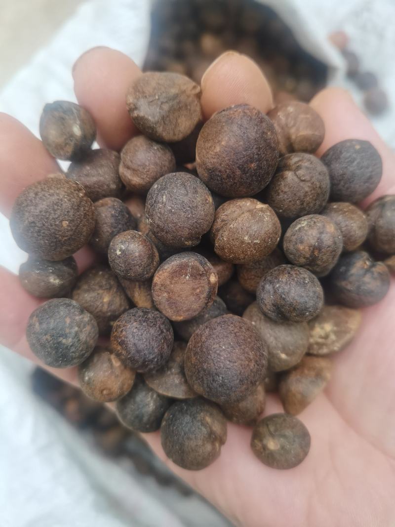 野生小茶籽